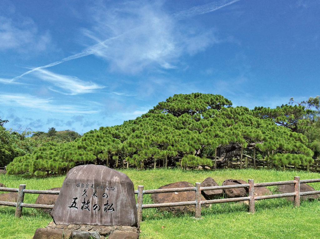 国指定天然記念物 久米島の五枝の松 記念碑
